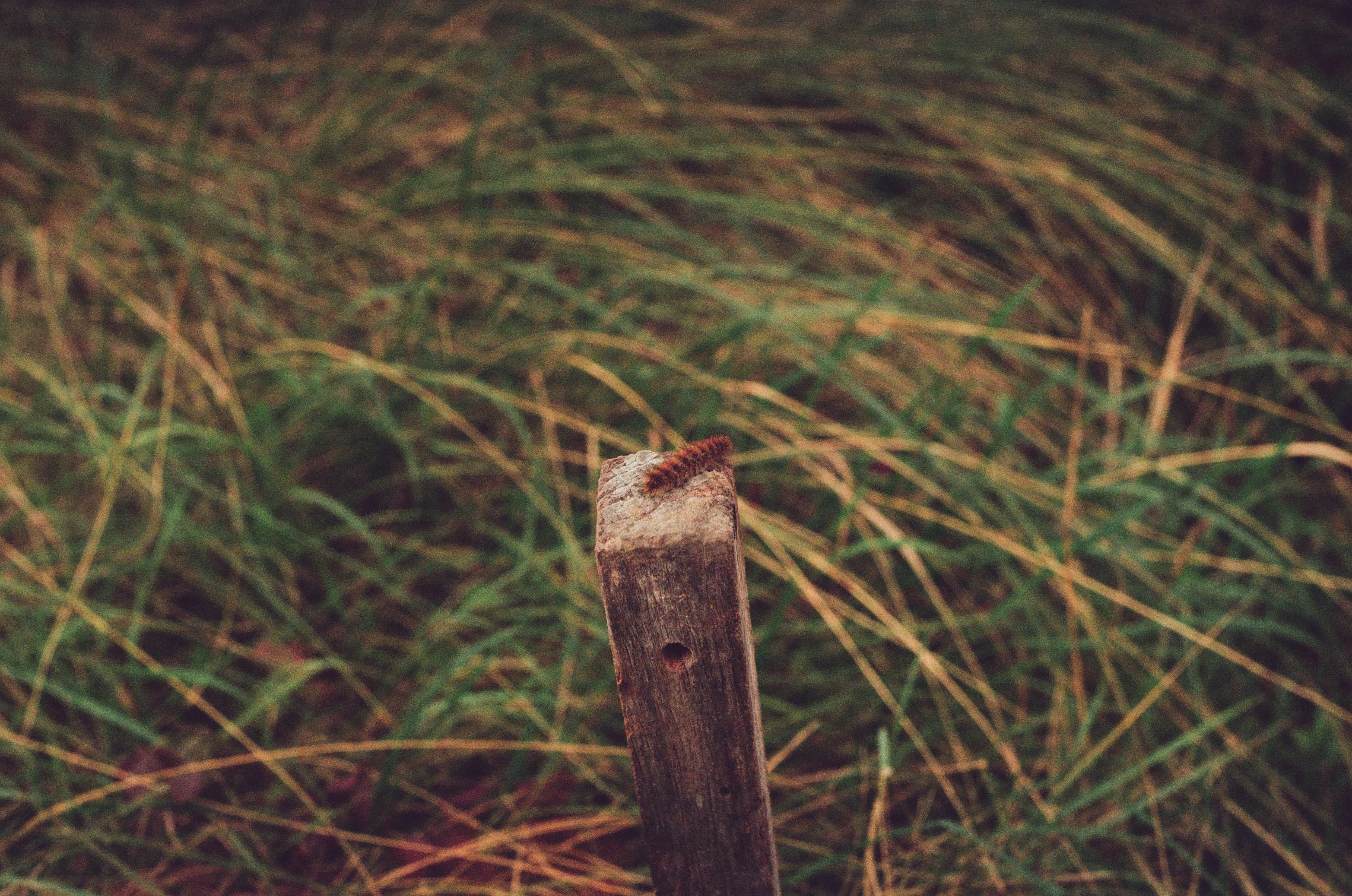 A caterpillar on a pillar